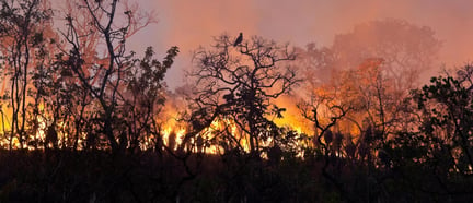 Flagrante de incêndio no Cerrado