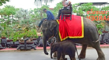 Turista escocês é morto por elefante durante passeio na Tailândia